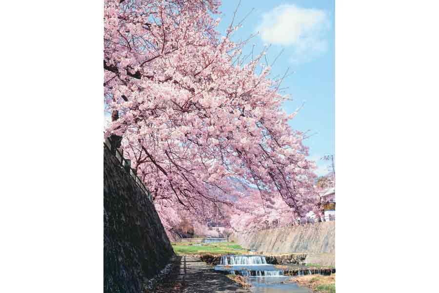 芦屋川の桜