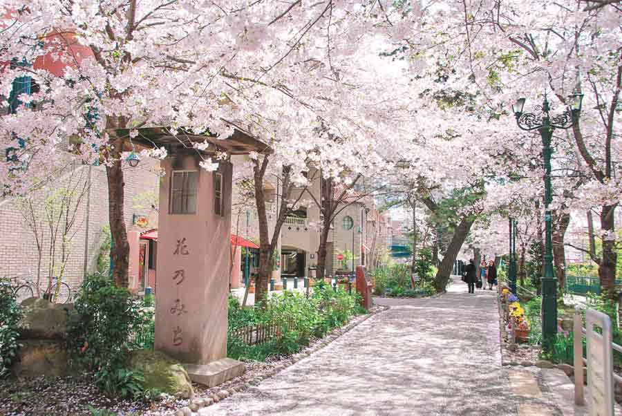 宝塚・阪神間。桜の名所とカフェを巡るおすすめお花見おさんぽコース