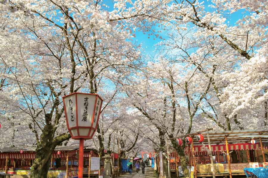 満開の桜と茶屋の提灯