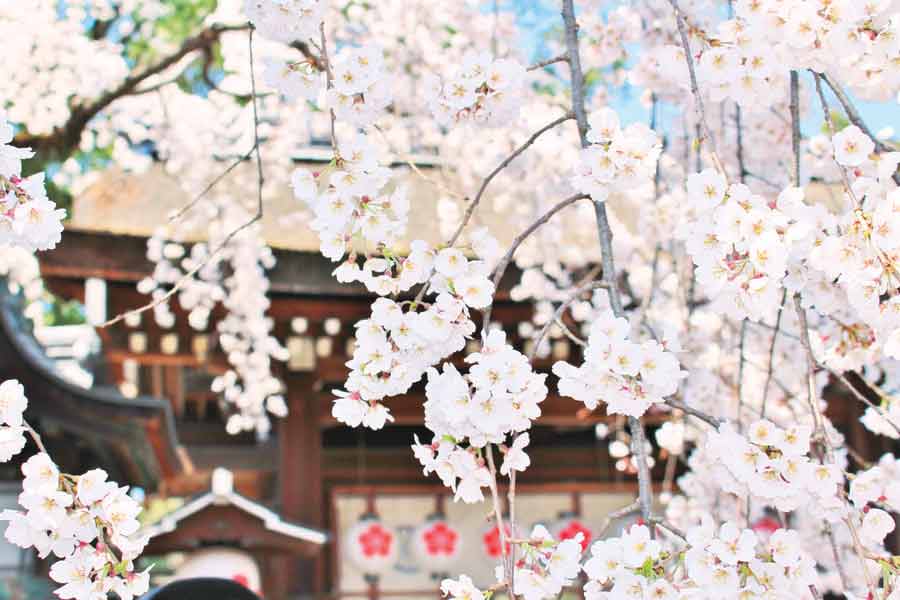 平野神社に咲く満開の桜