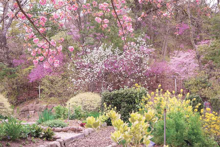 西宮市北山緑化植物園の桜と春の花