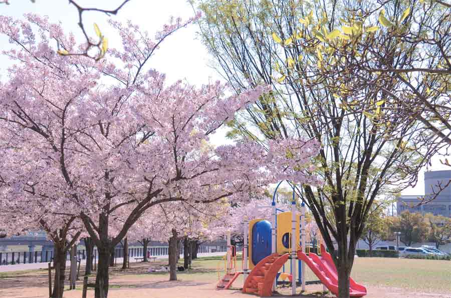 末広中央公園の遊具と桜