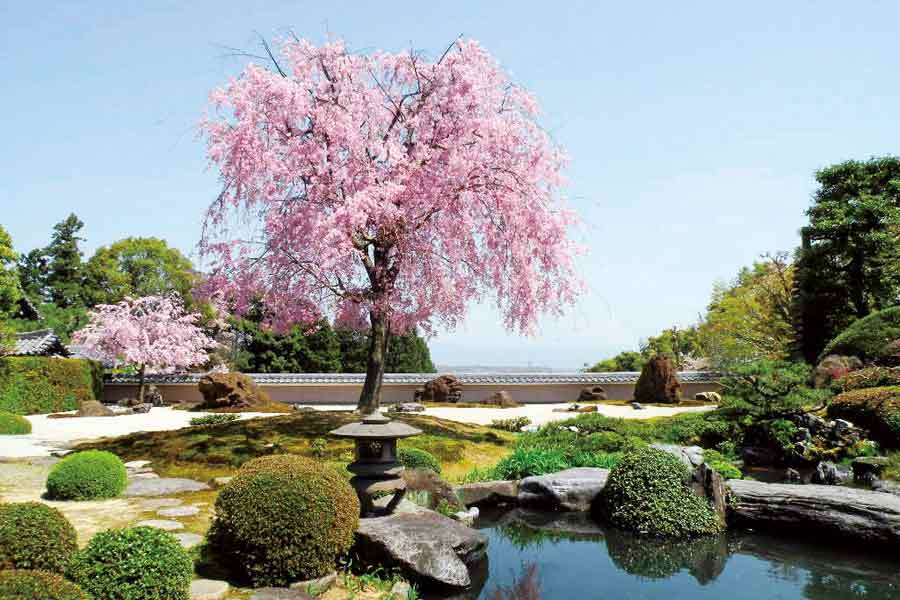 京都・桜の名所と穴場。歩いて巡るおすすめお花見おさんぽコース