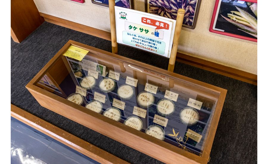 竹の資料館に展示されている竹の種