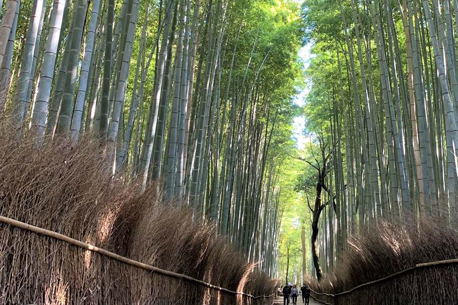 青竹が天までのびる竹林の小径