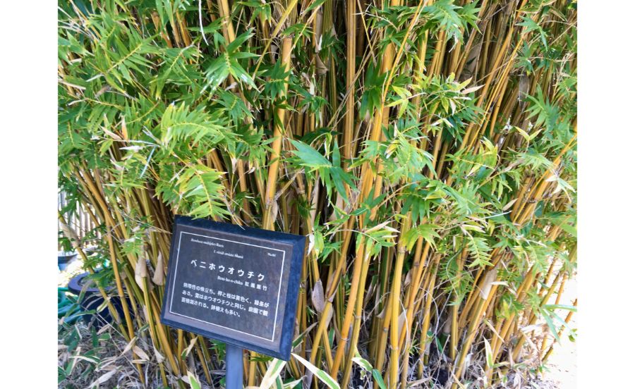 ベニホウオウチク