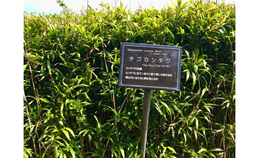チゴカンチク