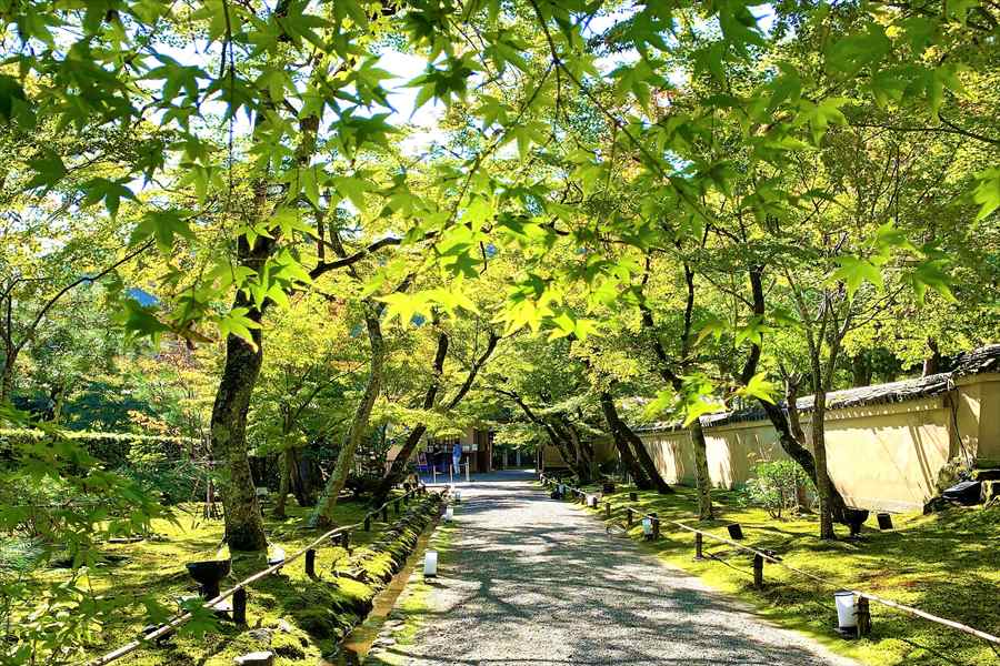 たくさんのもみじが植えられた宝厳院の入り口