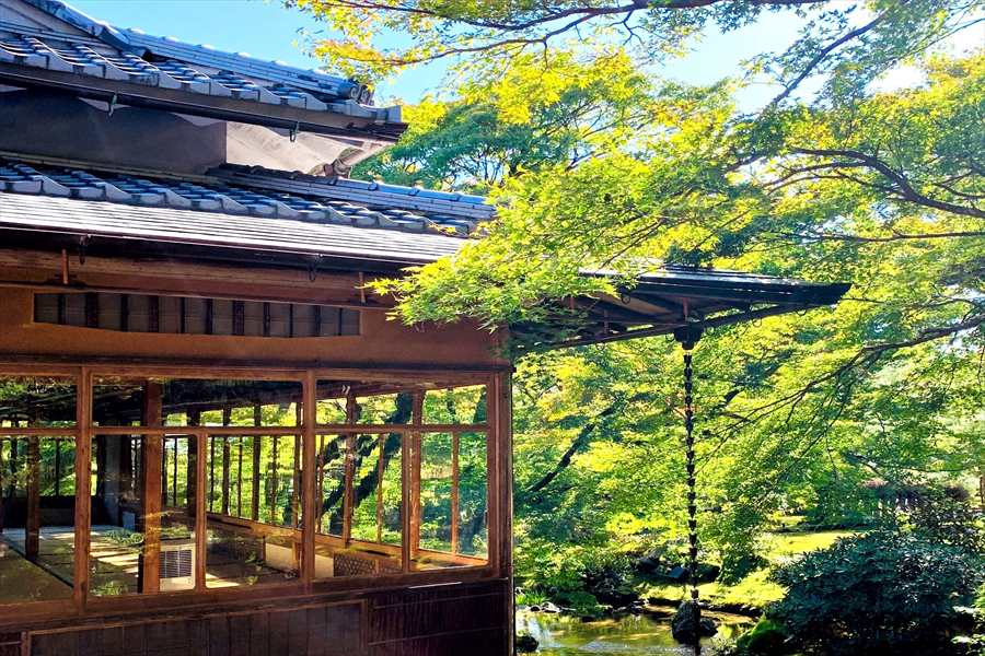 宝厳院の庭園に輝く青もみじ