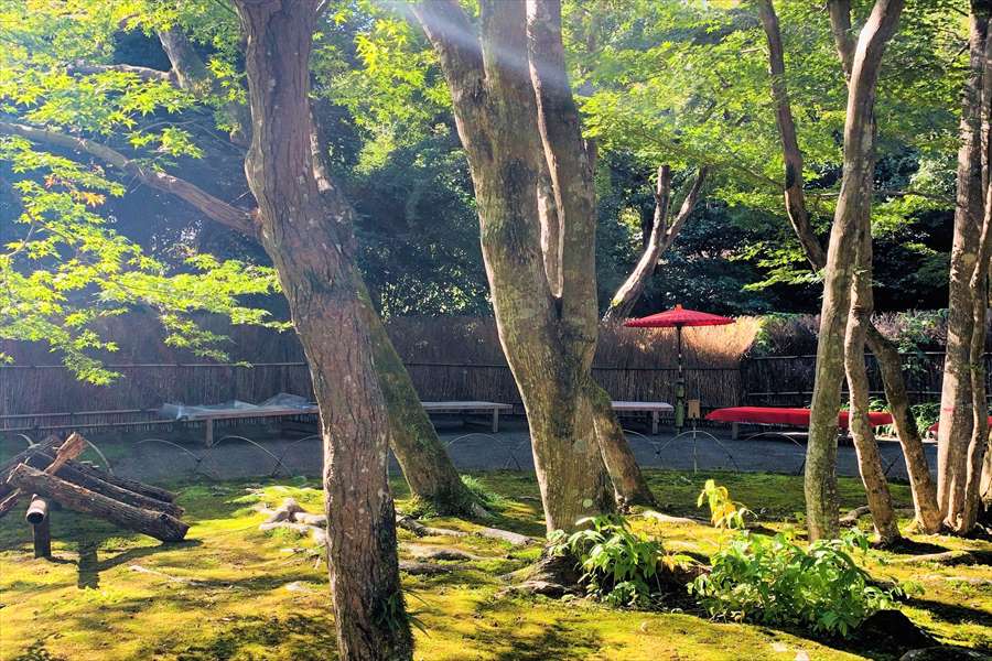 宝厳院の茶席から見える苔ともみじの共演