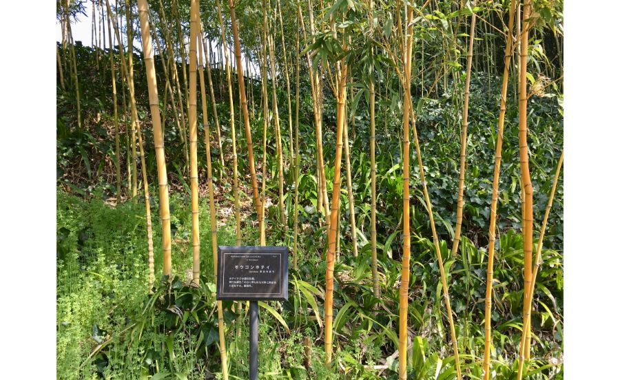 オウゴンホテイ