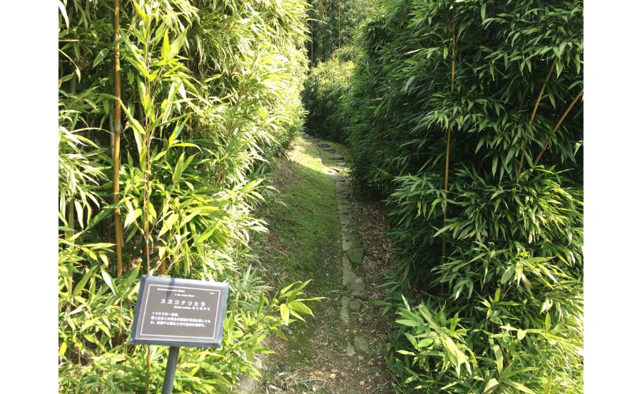 スズコナリヒラ