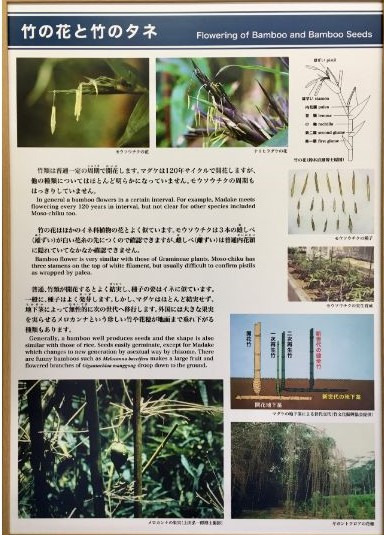 竹の資料館の展示パネル