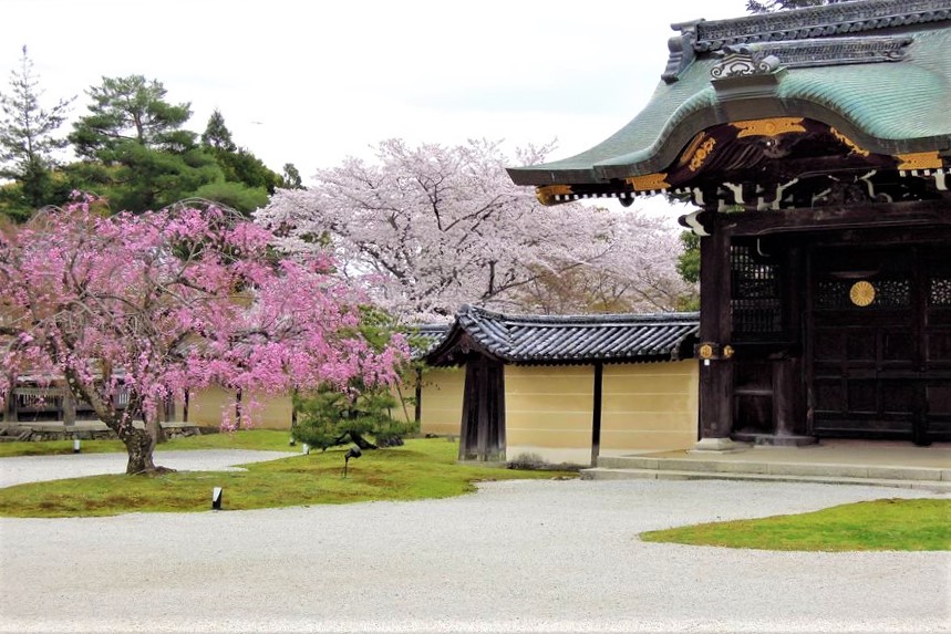 桜の季節の大覚寺　直諮門