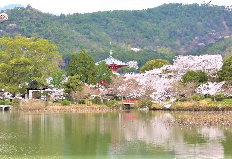 大沢池の周囲を取り囲む桜と遠くに見える宝塔