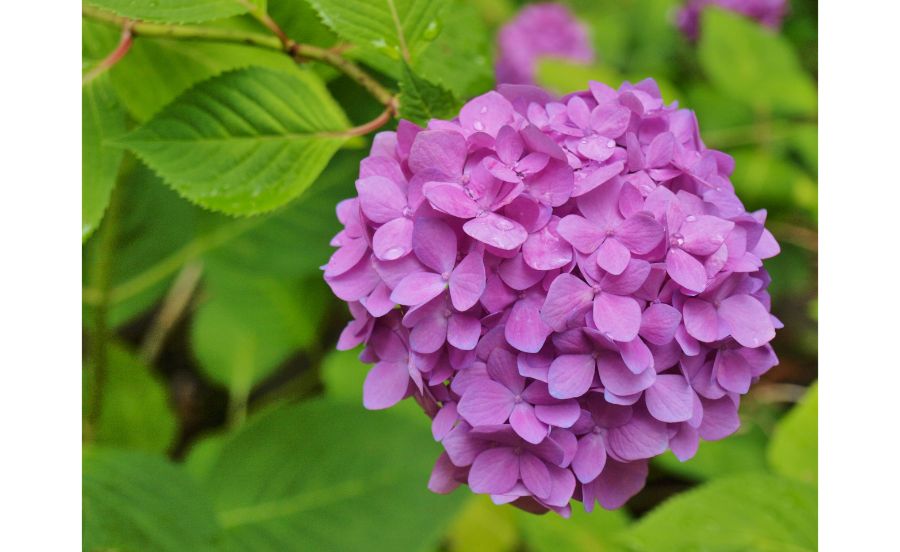 万博記念公園の、紫色のアジサイ