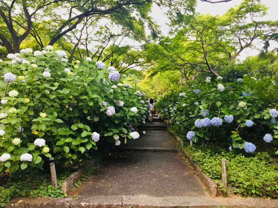 久安寺楼門前のアジサイ