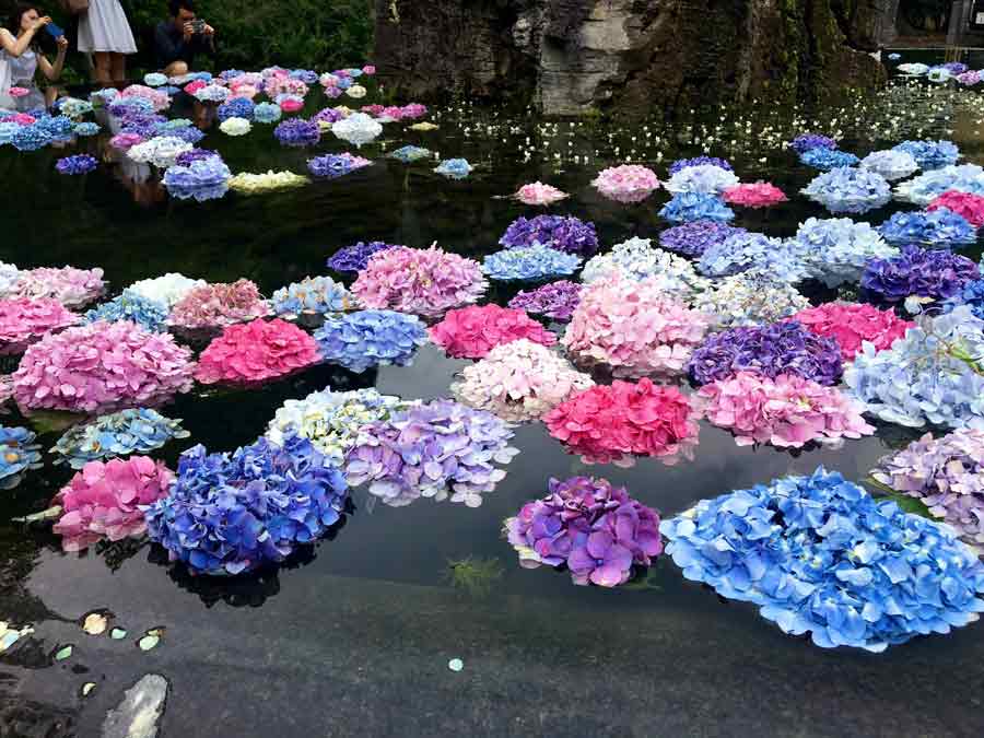 池に浮かぶ無数のアジサイ