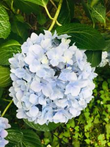 薄いブルーのアジサイ