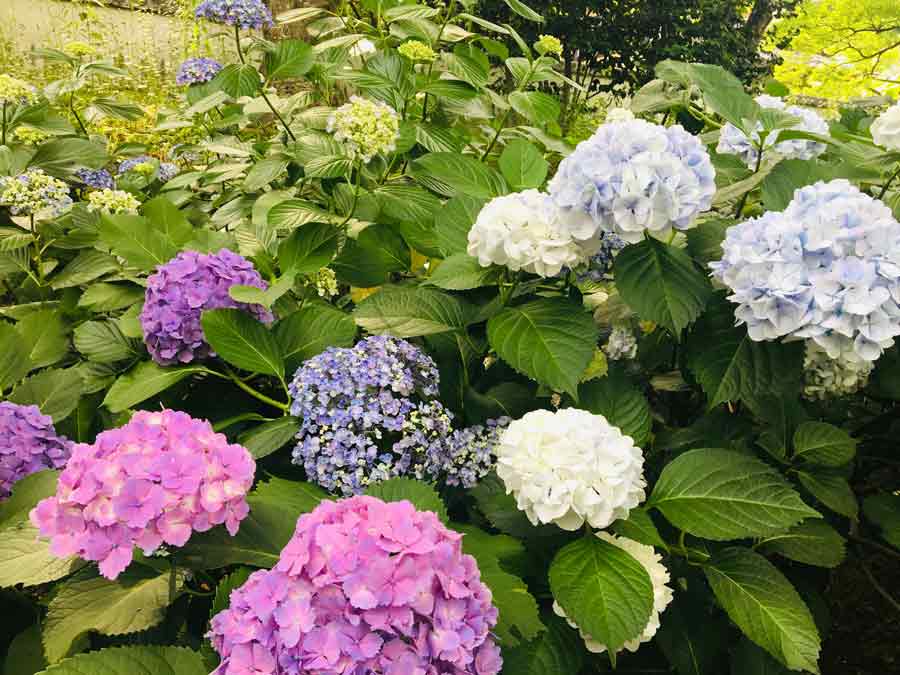 色とりどりのアジサイ