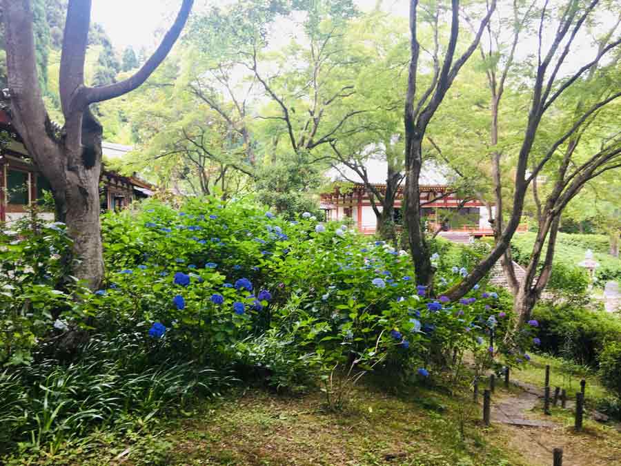 本堂と青いアジサイ