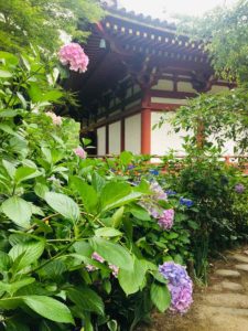 本堂とアジサイ