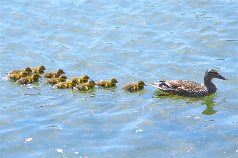 鴨川を親子で泳ぐ鴨の群れ