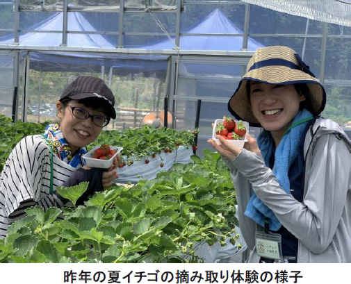 夏イチゴの摘み取り体験をする女性