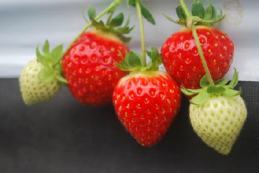 夏の六甲山でいちご狩り！体験農園が7月23日期間限定オープン