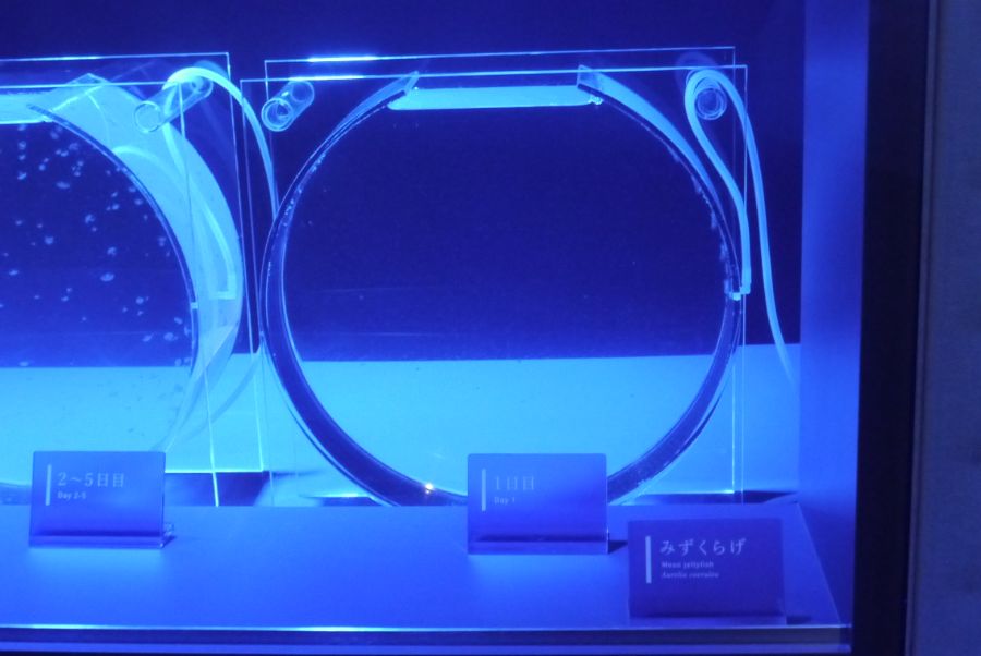 みずくらげの水槽、生まれて1日目