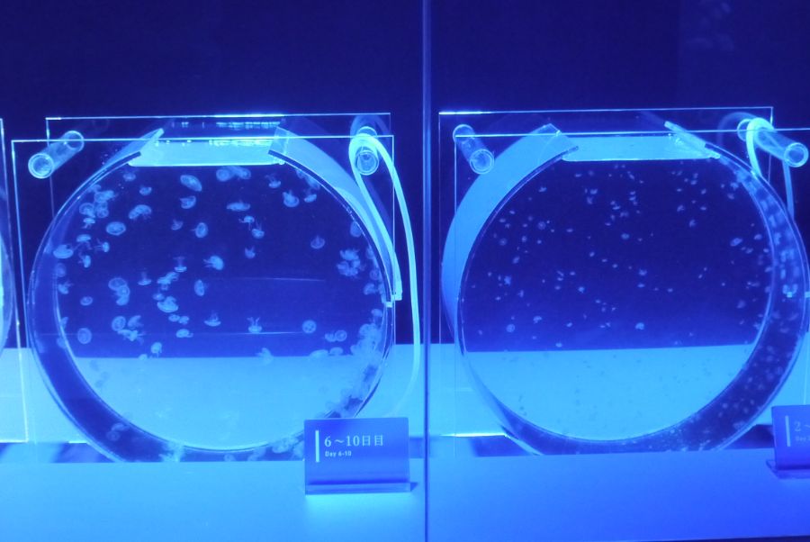 みずくらげの水槽、生まれて2日目～5日目と6～10日目
