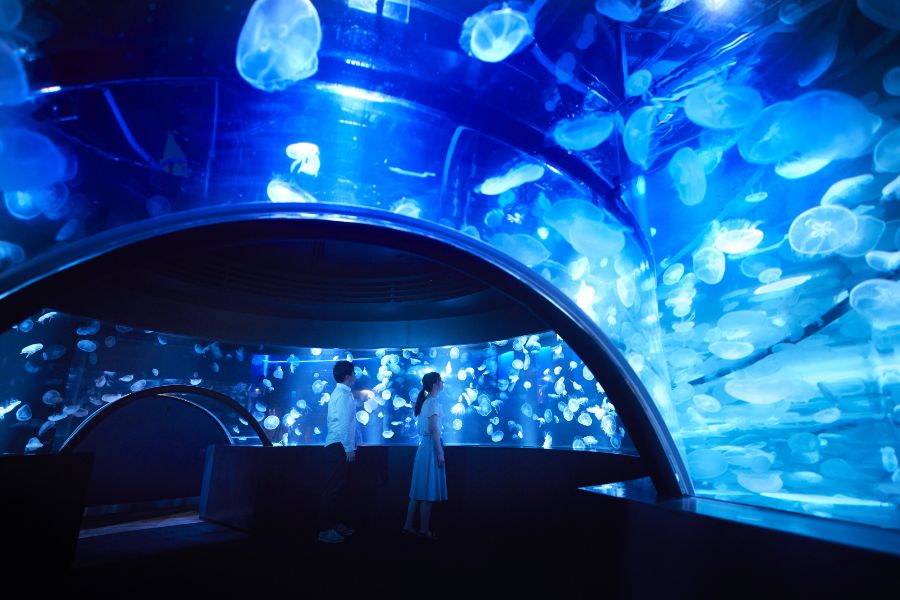 京都水族館が大規模リニューアル！新展示エリア「クラゲワンダー」公開