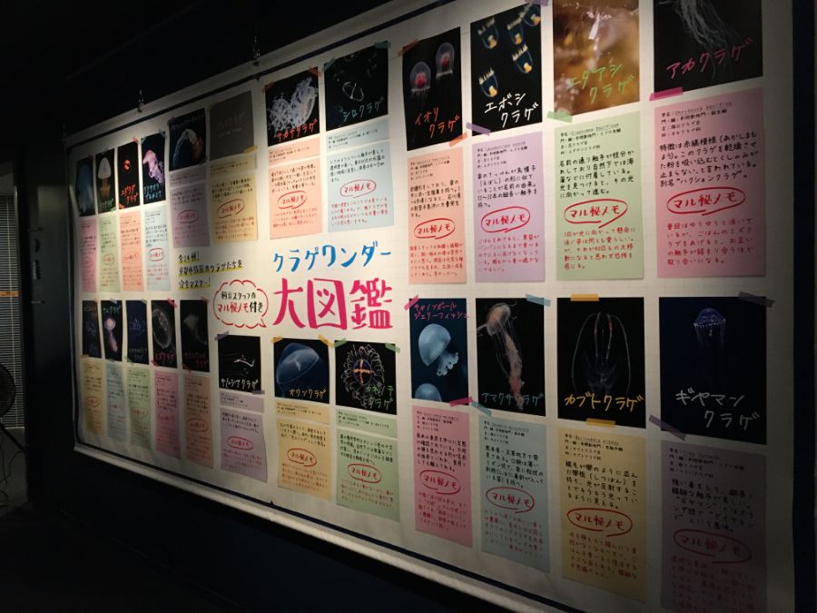 クラゲワンダー大図鑑