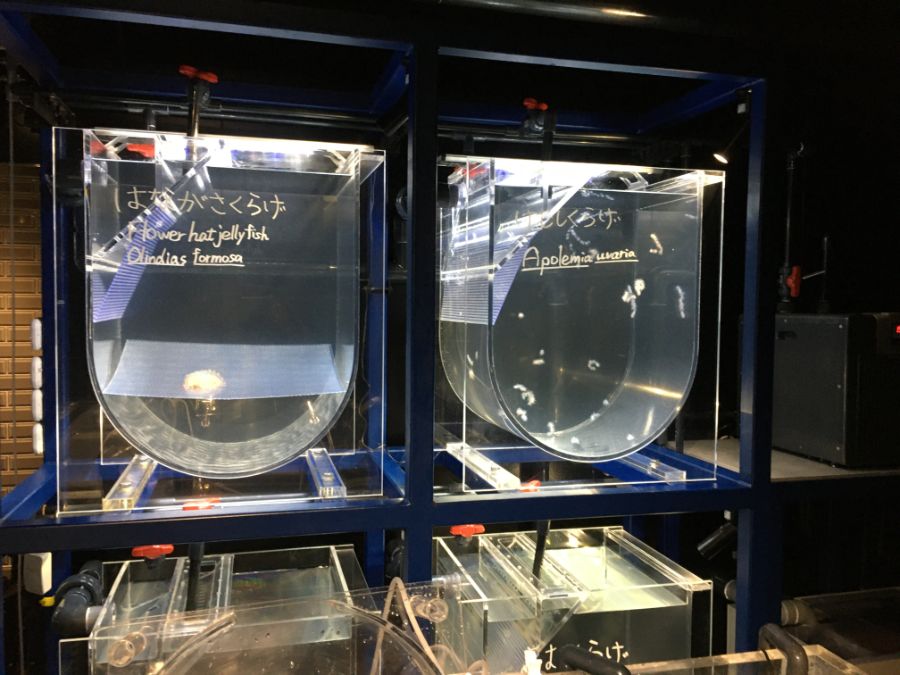 けむしくらげの水槽