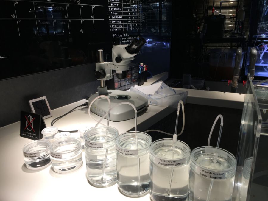 クラゲの展示が並ぶ