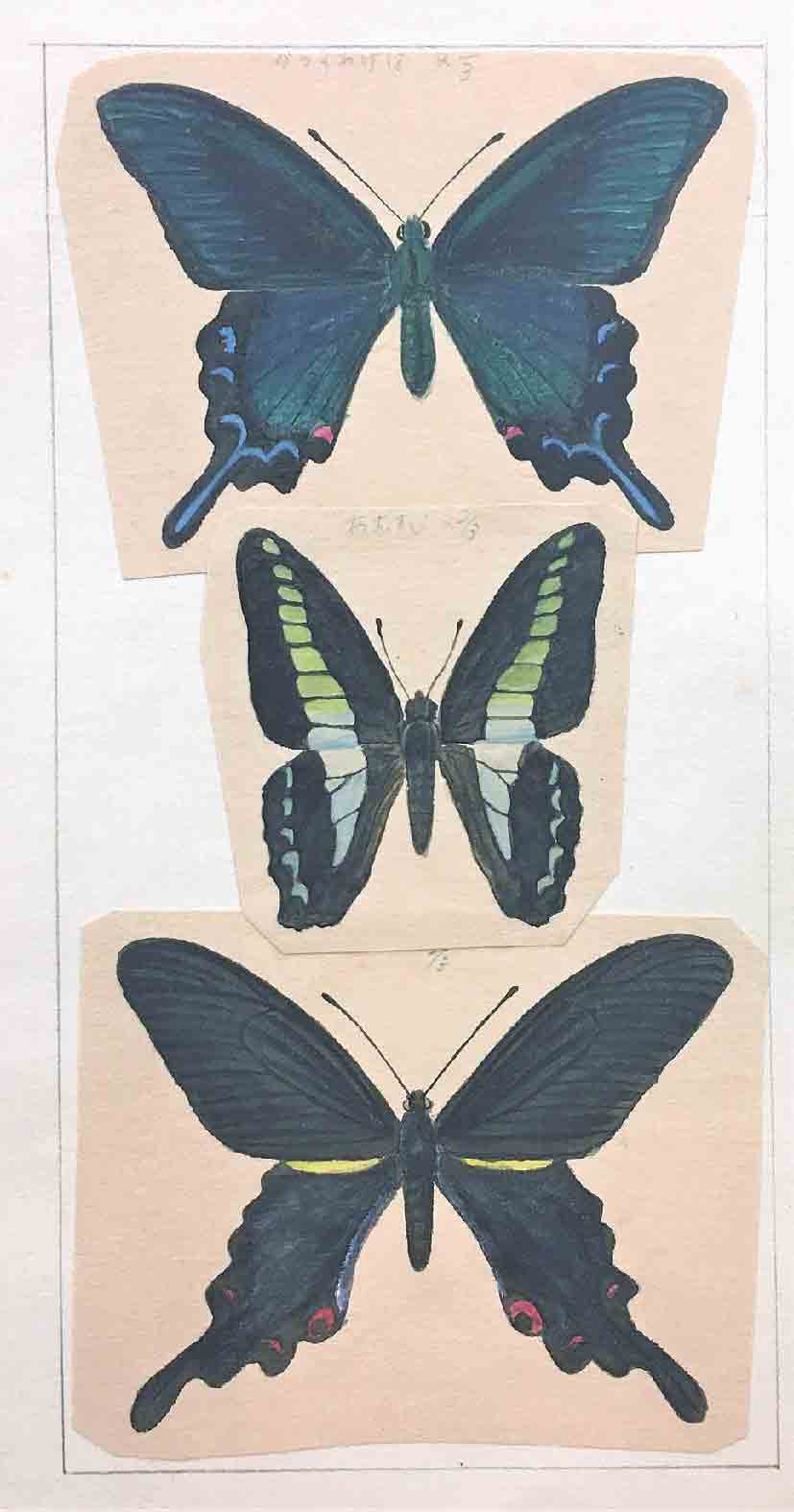 手塚治虫の昆虫標本を期間限定で公開、箕面市立郷土資料館の企画展