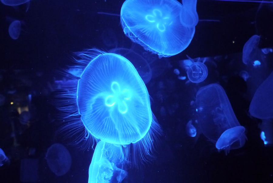 大きくなったみずくらげ