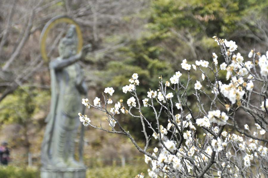 中山観音と梅