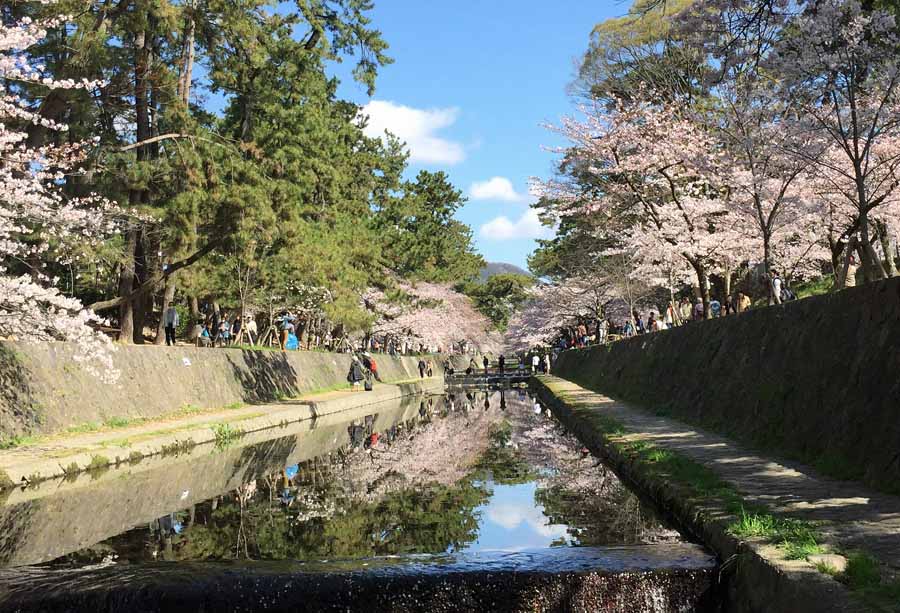 【2025年最新】子連れで行きたい！神戸・西宮・須磨エリア、阪急神戸線の桜・お花見スポット
