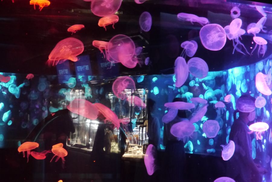 赤や紫にライトアップされるクラゲ