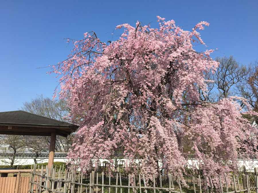 満開のしだれ桜