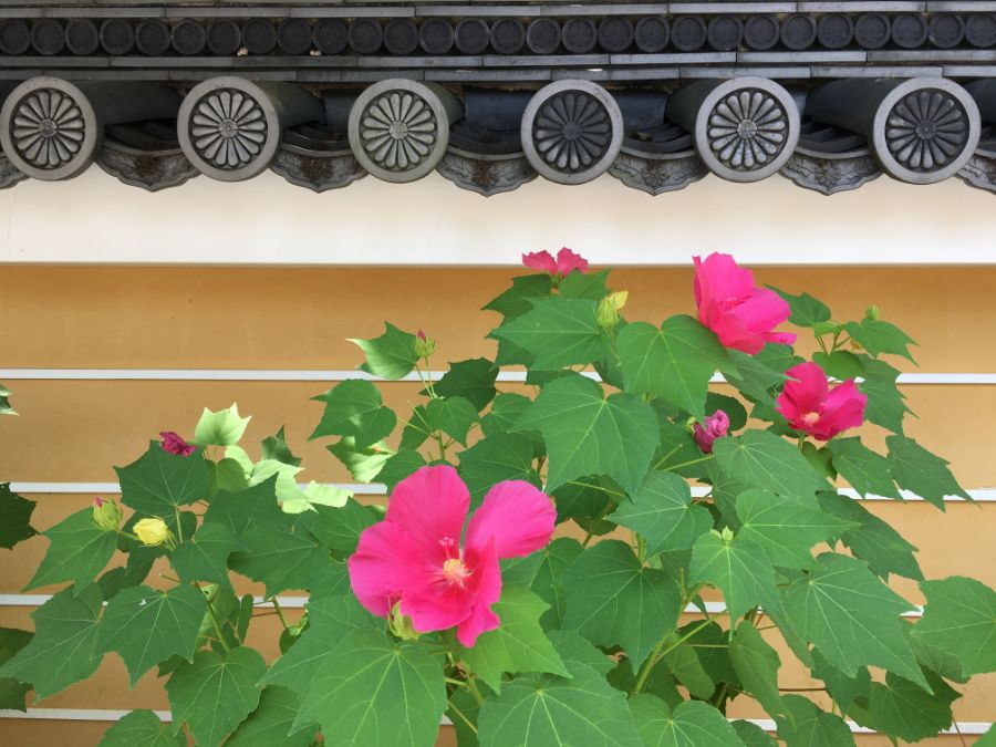 境内に咲く花々