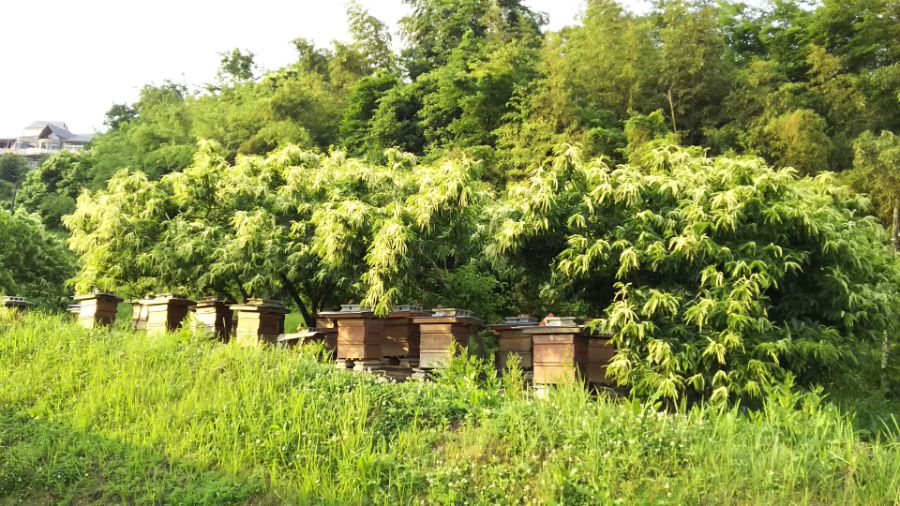 養蜂場