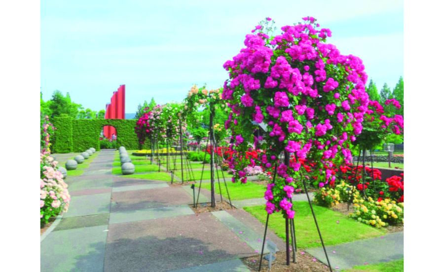 美しく手入れされた荒牧バラ公園