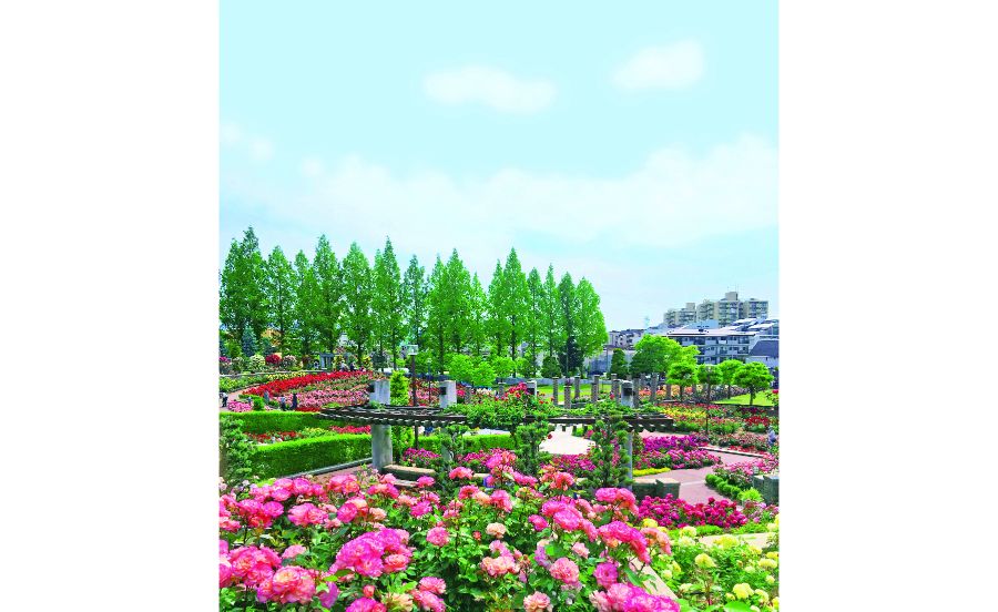 この規模のバラ園の入場が無料！