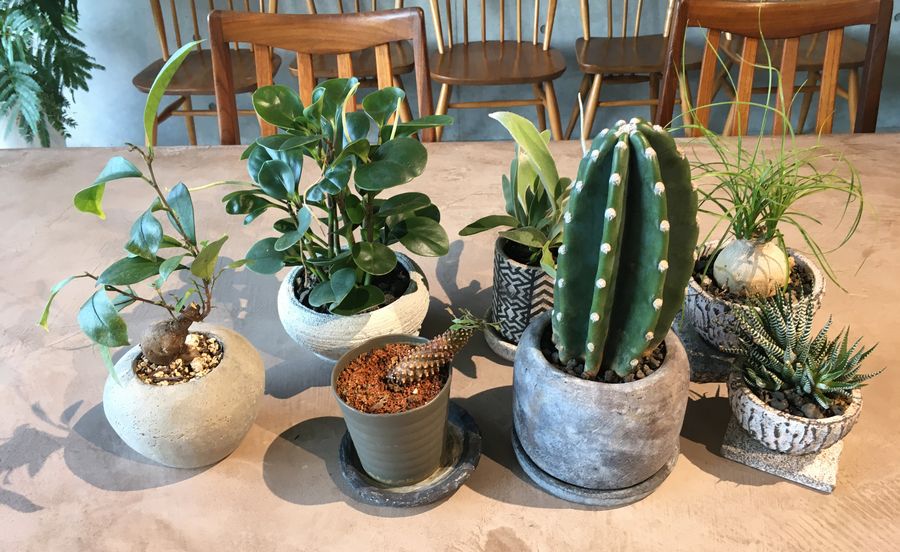 什器や植物もシチニア食堂がプロデュースしたのだとか