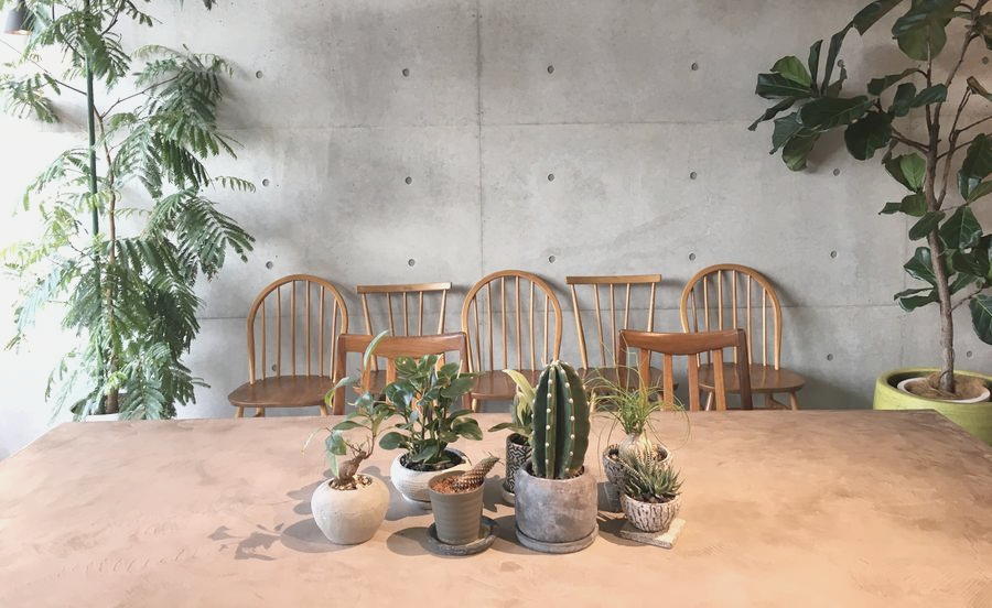 店内のあちこちに飾られた観葉植物