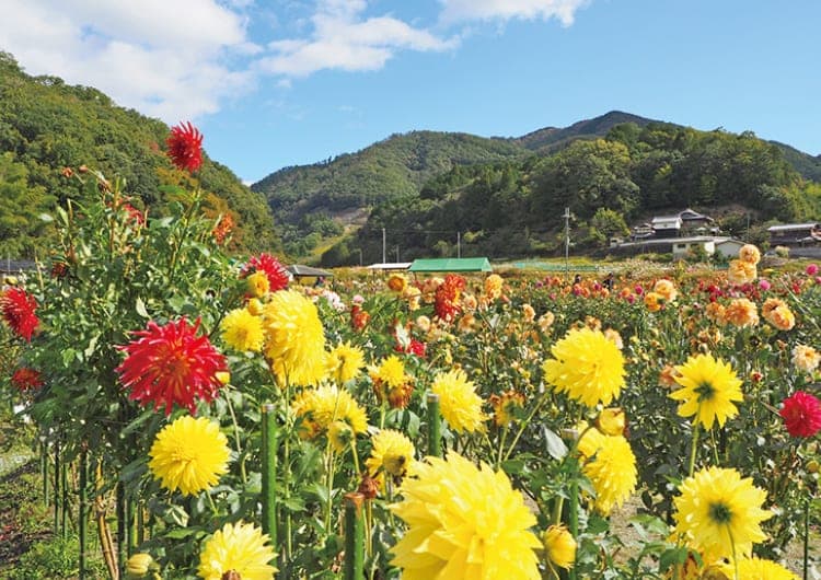 のせでんハイキング10月24日（土）開催。黒川桜の森から黒川ダリヤ園コース