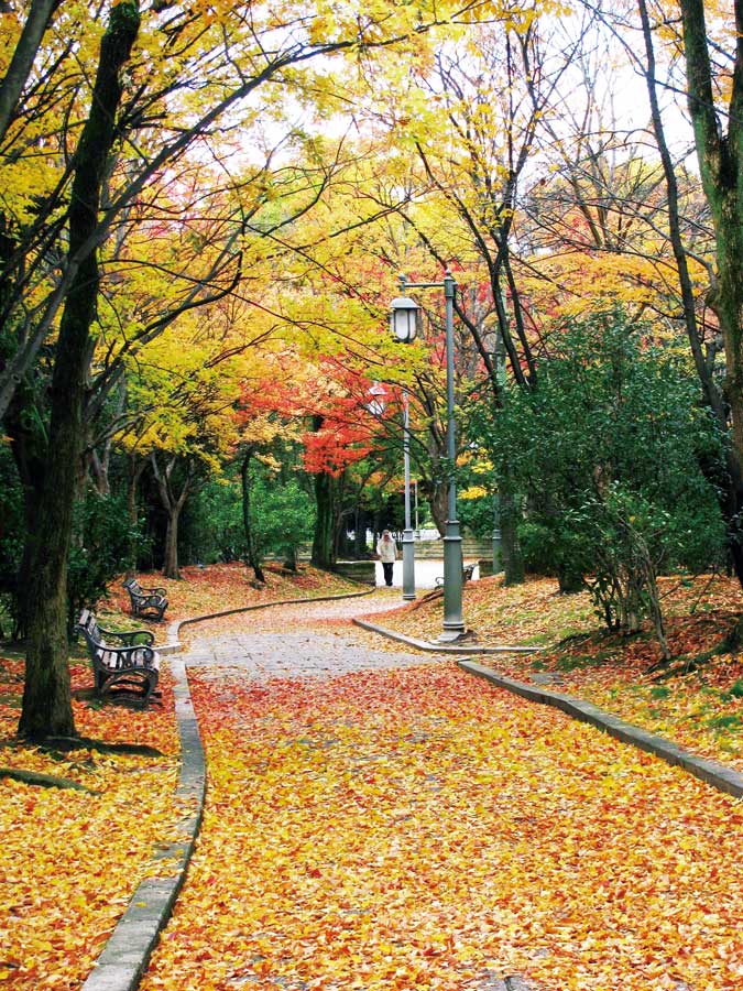 落葉して黄色に染まる道