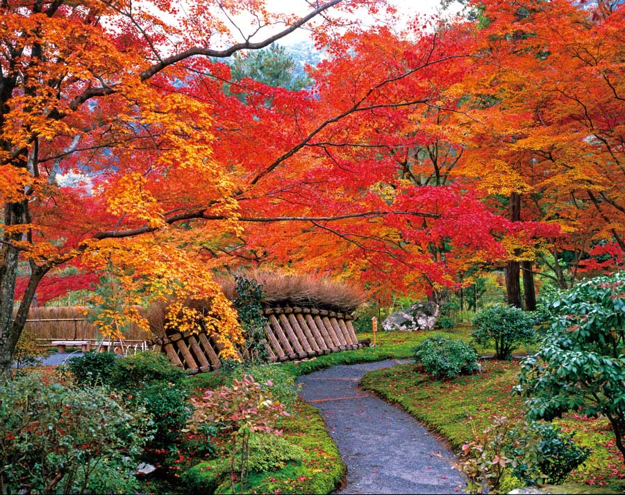 紅葉に彩られた参道